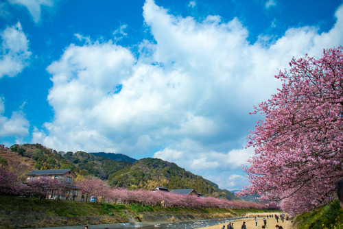 写真：春はすぐそこに！