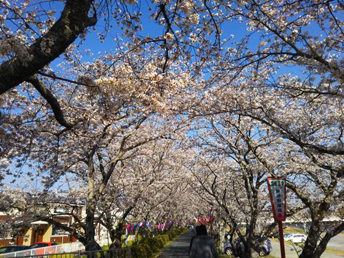 都田川桜1.JPG