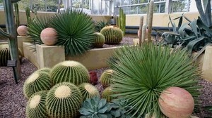 sabotenn.JPGのサムネイル画像