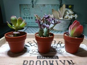 20190310_sai (2).jpg