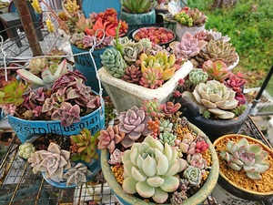 20190310_sai (8).jpg