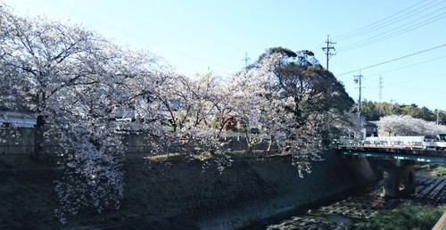 写真：平成最後の段子川の桜並木