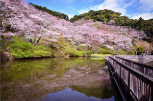 佐鳴湖桜.png