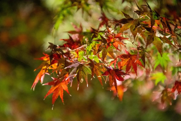 DSC_7613.jpg